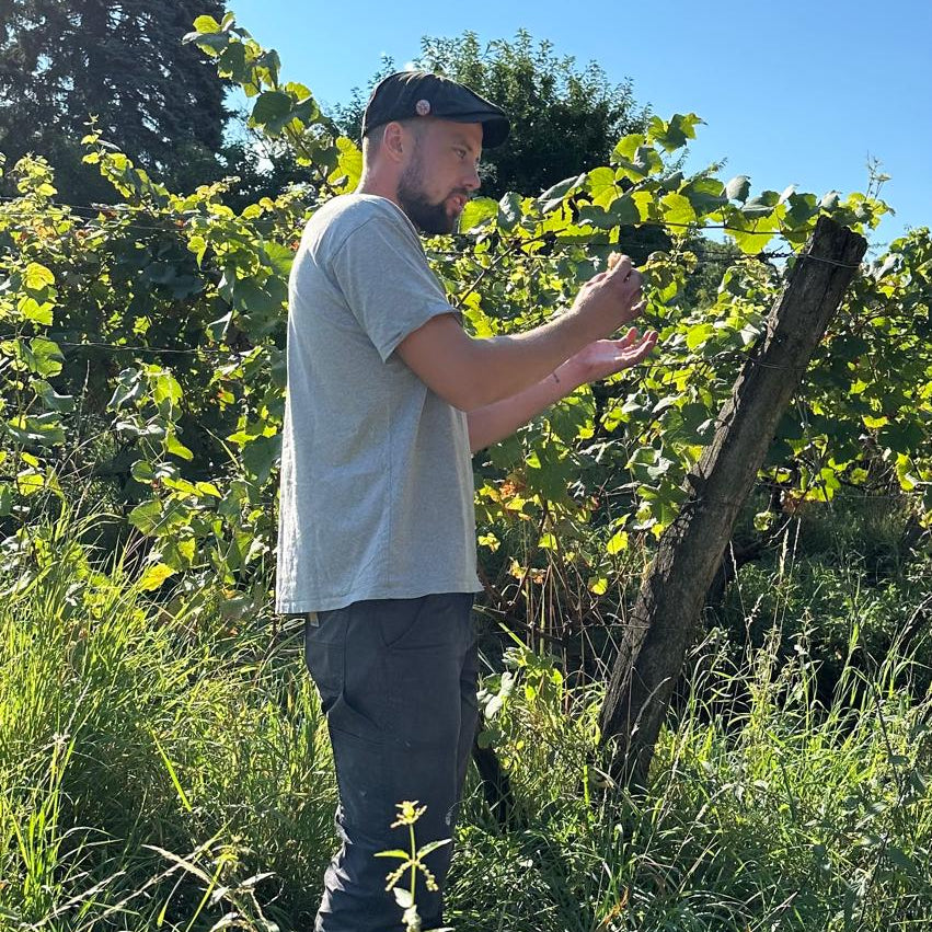 A man wearing a light gray t-shirt, dark pants, and a black cap stands in a grassy outdoor vineyard under a clear blue sky, gesturing towards grapevines.