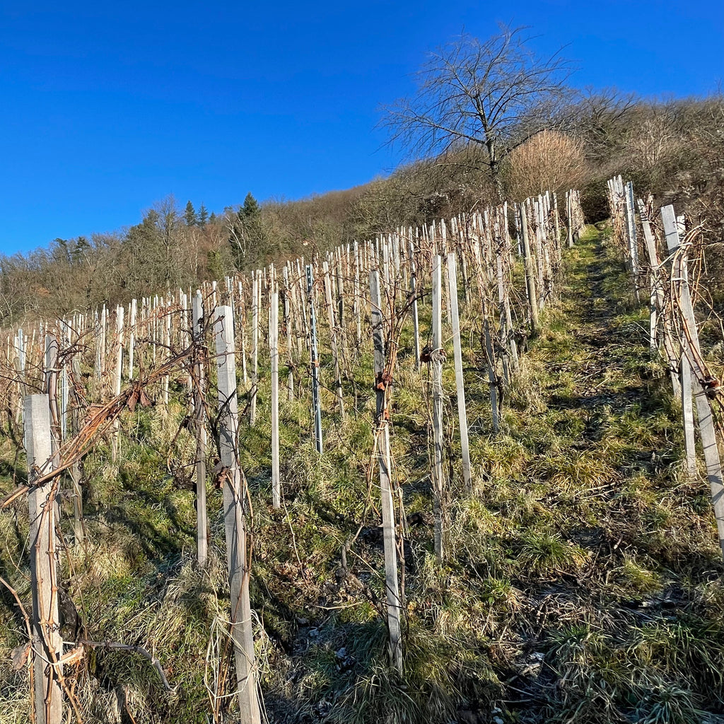 A vineyard on a steep hillside under a clear blue sky, with rows of grapevines supported by wooden stakes and wire. Bare winter vines are visible, along with grassy ground and leafless trees on the hillside.