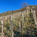 A vineyard on a steep hillside under a clear blue sky, with rows of grapevines supported by wooden stakes and wire. Bare winter vines are visible, along with grassy ground and leafless trees on the hillside.
