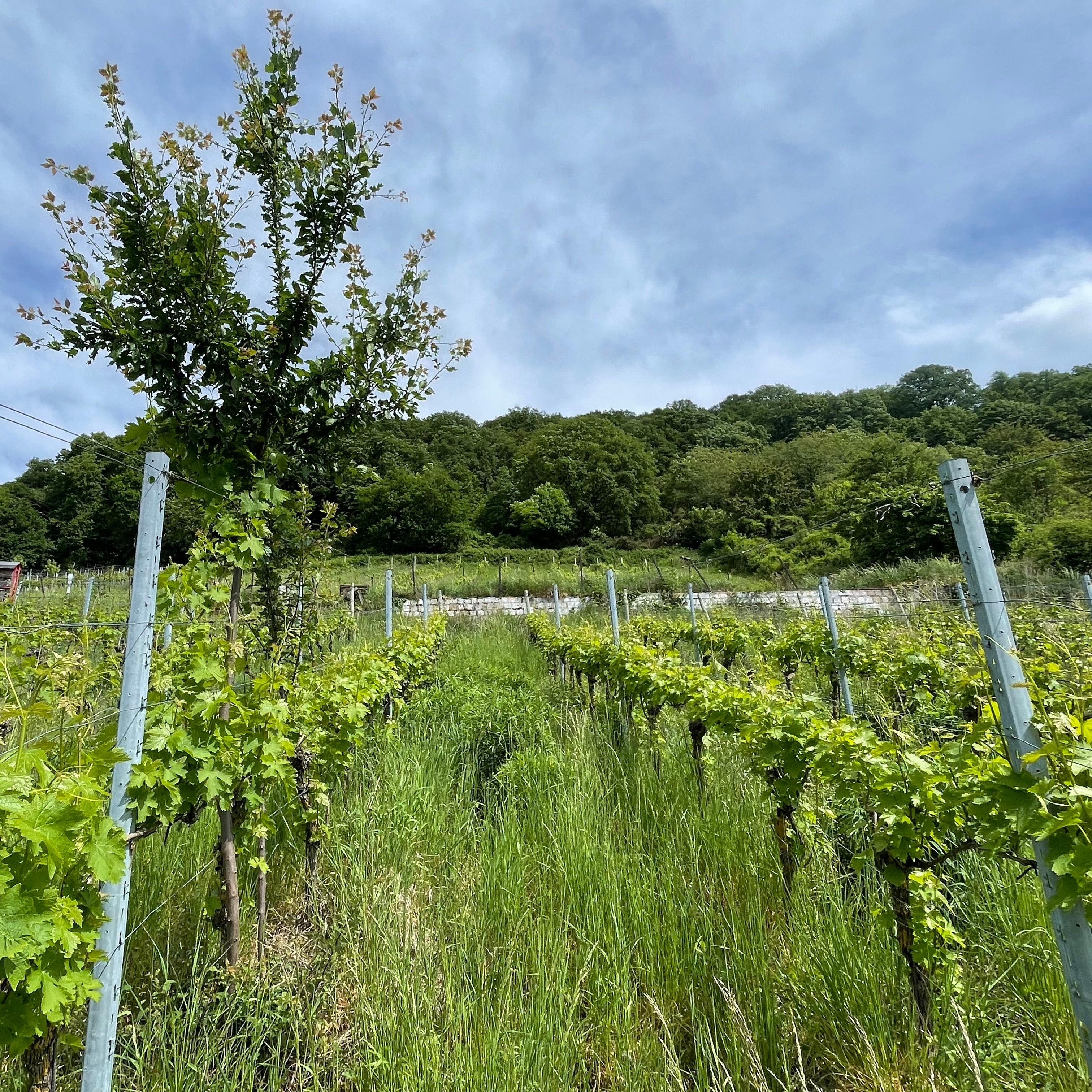 Pascal Treichler   vineyard landscape with rows of grapevines on metal posts, a young tree in the center, tall green grass, a forested hill in the background, and a blue sky with white clouds overhead.