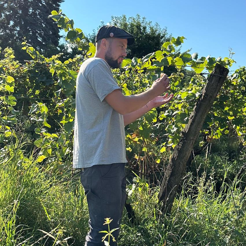 A Pascal Treichler working  wearing a light gray t-shirt, dark pants, and a black cap stands in a grassy outdoor vineyard under a clear blue sky, gesturing towards grapevines.