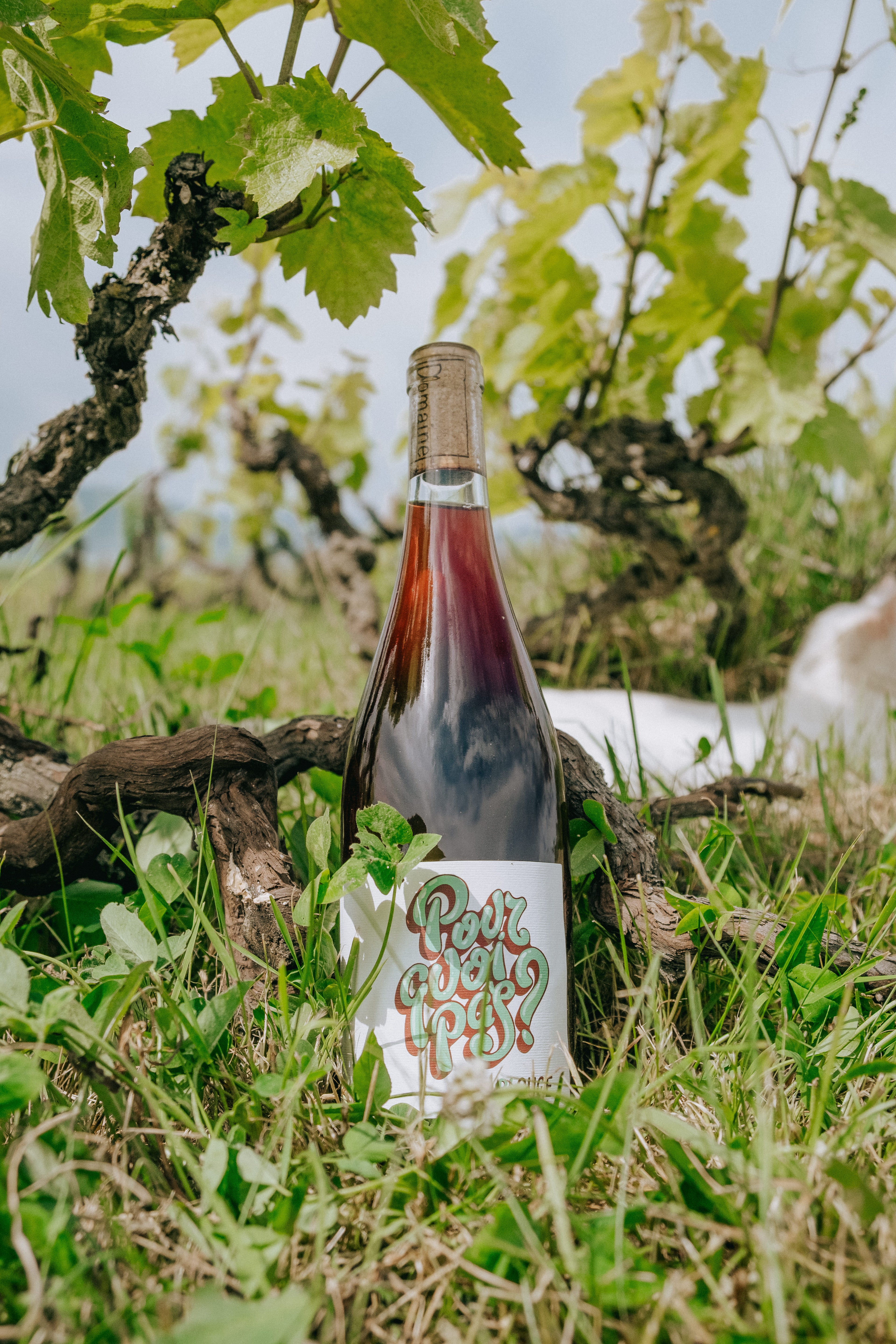 Pourquoi-Pas | Organic Light Red | Gamay | Beaujolais, France