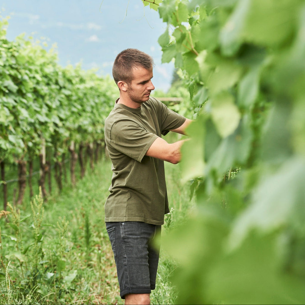 A man in an olive green t-shirt and dark shorts stands in a vineyard, reaching toward grapevines with mountains in the background.