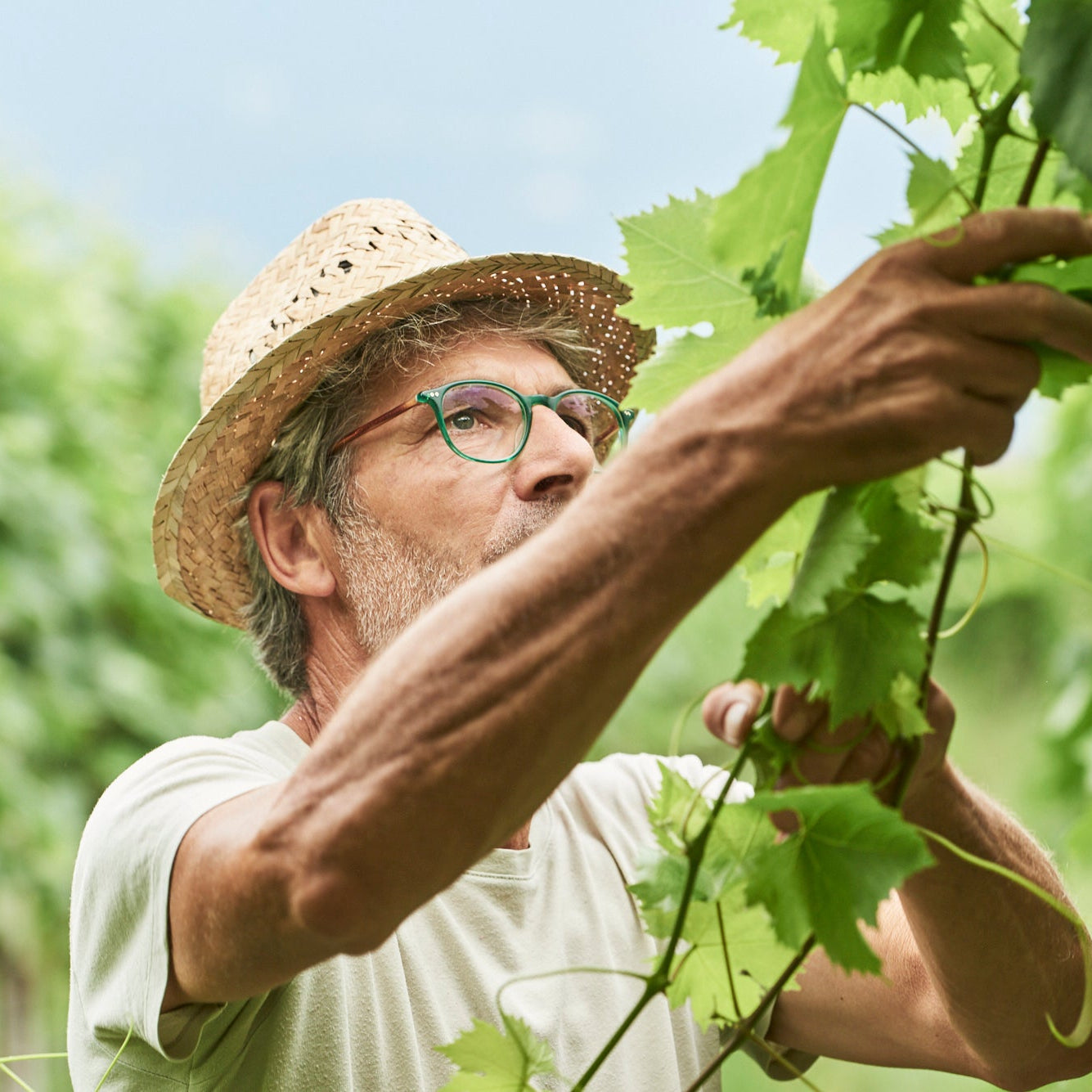 A man wearing a straw hat and glasses tends to green grapevines in a sunny vineyard.