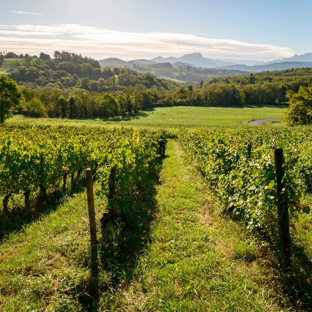 Vineyard with rows of grapevines under a clear blue sky at Vignoble Les Cortis