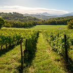 Vineyard with rows of grapevines under a clear blue sky at Vignoble Les Cortis