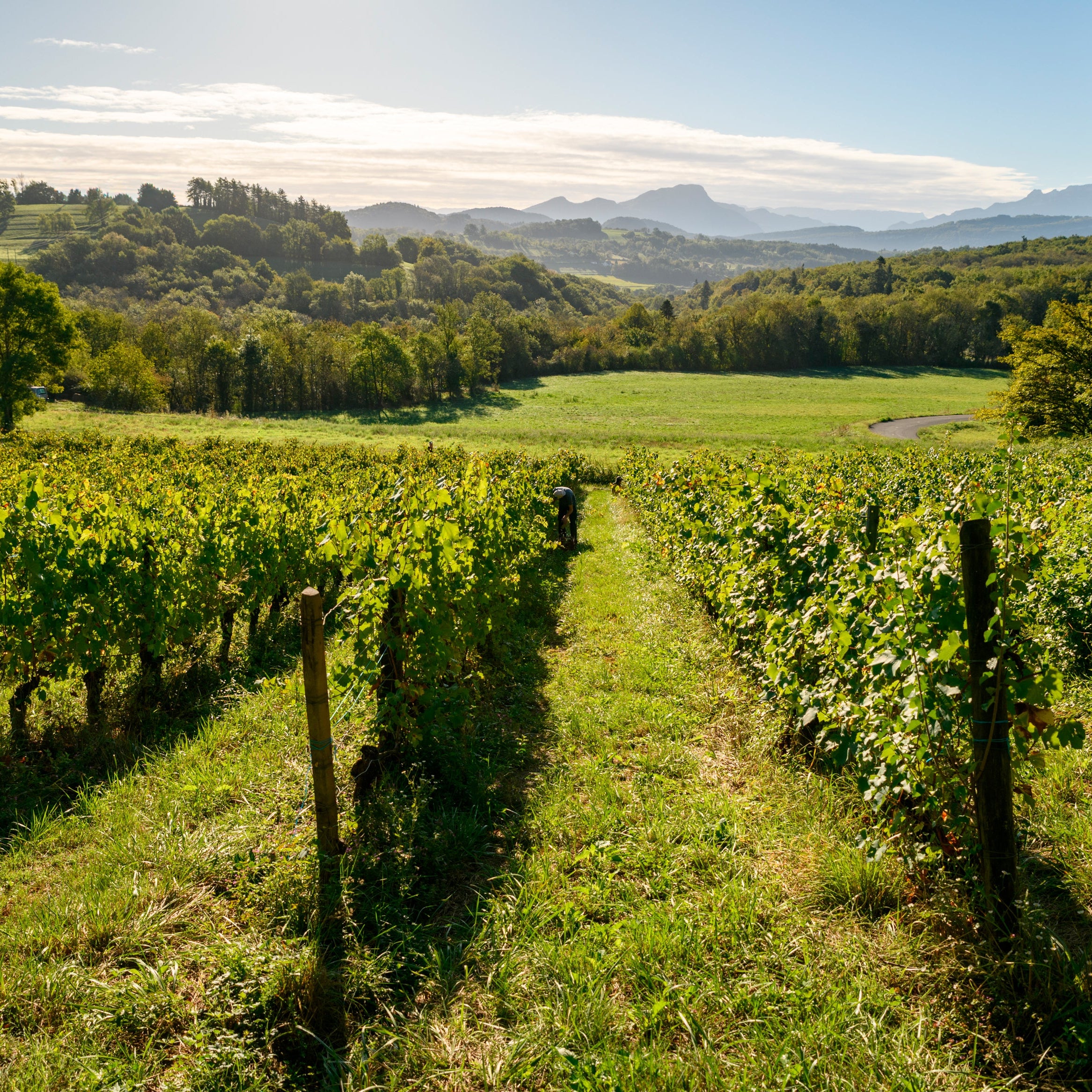 Vineyard with rows of grapevines under a clear blue sky at Vignoble Les Cortis