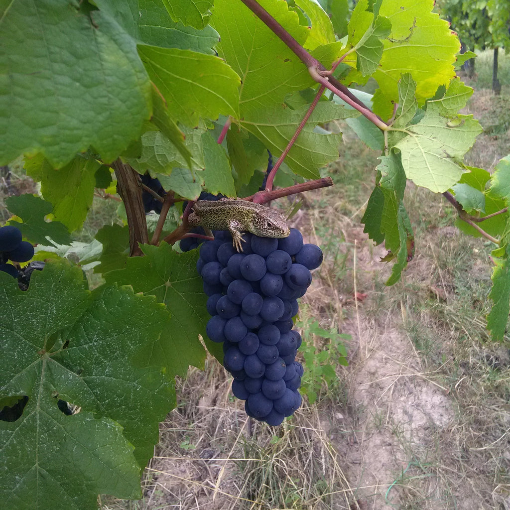 Vignoble Luc Faller Lézard sur grappe de raisin