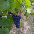 Vignoble Luc Faller Lézard sur grappe de raisin