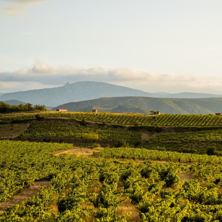 A scenic landscape photograph of rolling vineyard hills under a pale sky, with distant blue-gray mountains and soft clouds.