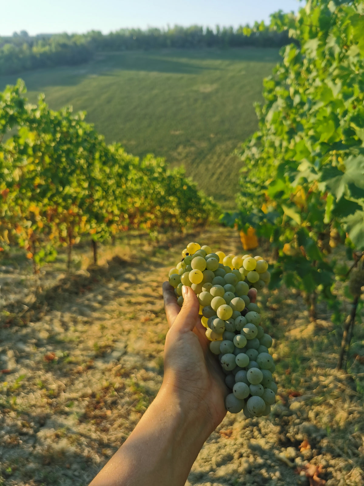 Hillside vineyard at Villa Agavì, Marano sul Panaro, Emilia-Romagna