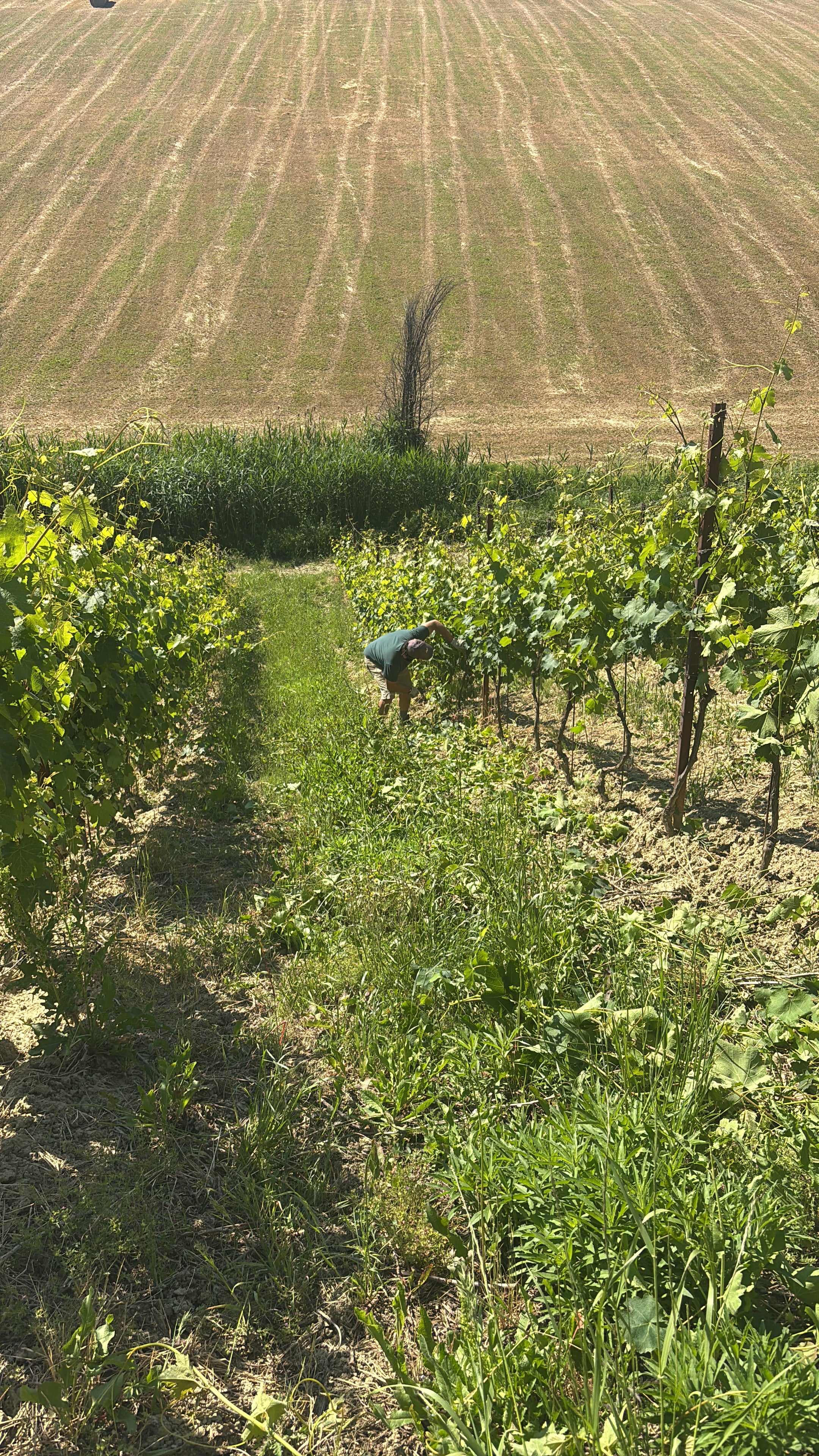 Working among the vines at Villa Agavì, Marano sul Panaro, Emilia-Romagna