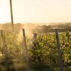 man in vines