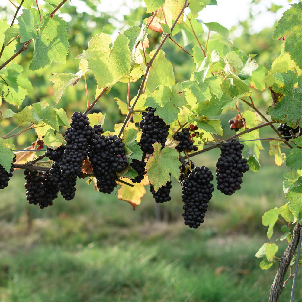 Clusters of dark purple-black grapes hanging from a vine with green leaves in a vineyard.