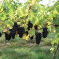 Clusters of dark purple-black grapes hanging from a vine with green leaves in a vineyard.