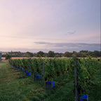 A vineyard row with grapevines on posts and blue crates placed along the ground, photographed outdoors in a grassy field under a pale evening sky.
