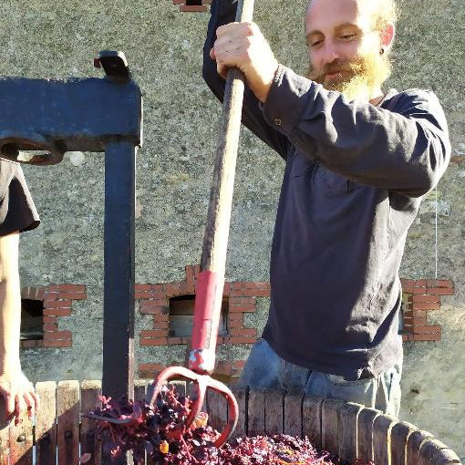 Harvest at Les Vignes de Yavanna, Anjou