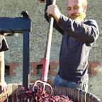 Harvest at Les Vignes de Yavanna, Anjou