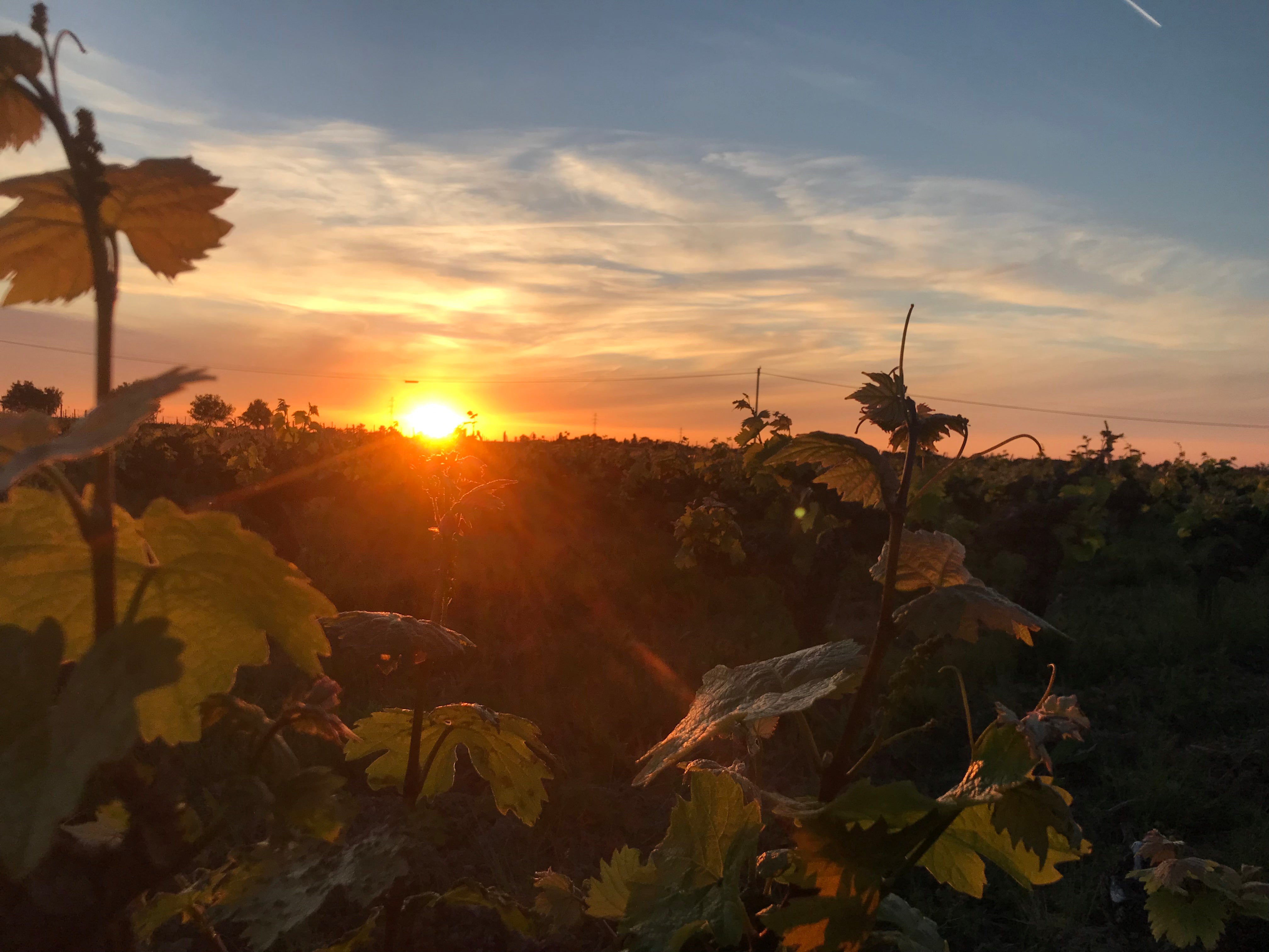 Sunset over the vines at Les Vignes de Yavanna, Saint-Georges-sur-Layon, Anjou