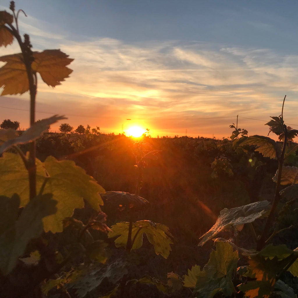 Sunset over the vines at Les Vignes de Yavanna, Saint-Georges-sur-Layon, Anjou