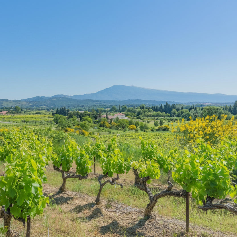 A scenic vineyard landscape with rows of green grapevines in the foreground, distant hills, and a clear blue sky. A tan rectangular overlay in the upper left reads “PURE ENVIE” with smaller text below.