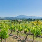 A scenic vineyard landscape with rows of green grapevines in the foreground, distant hills, and a clear blue sky. A tan rectangular overlay in the upper left reads “PURE ENVIE” with smaller text below.